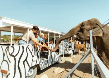 Nyári táborok szervezése - Greenlight Group Kft.