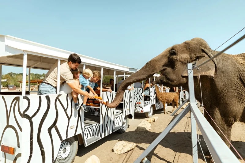 Greenlight Group Kft. - Lapozó 0